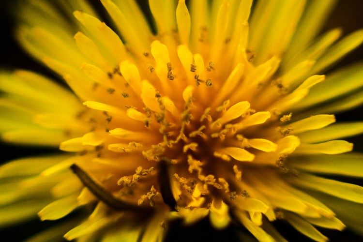Dandelion