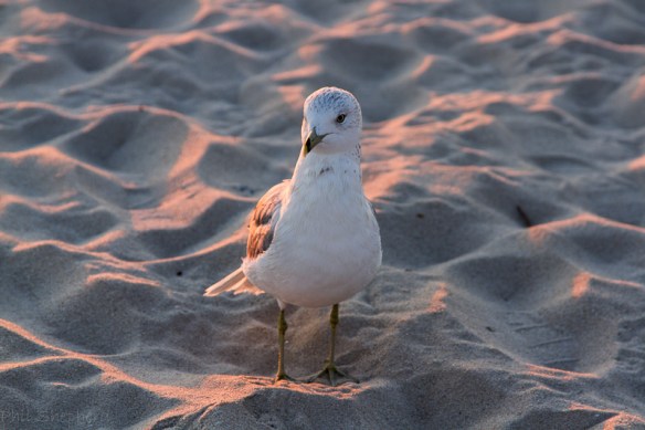 My Home The Sea4_pSp